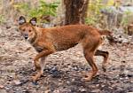 Indian Wild Dog Female